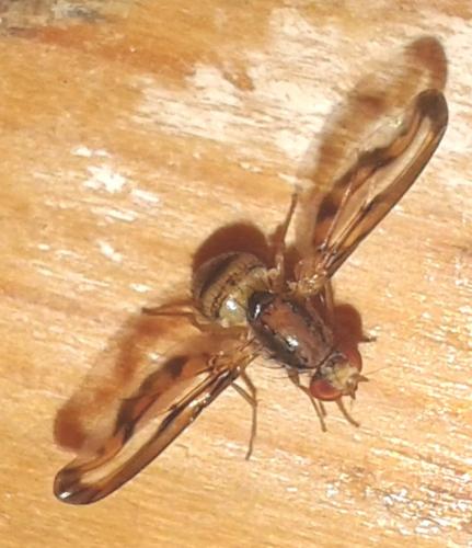 Toxoneura muliebris
